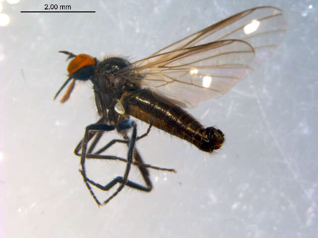 Image of Rhamphomyia phemius