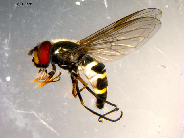 Image of Parasyrphus relictus (Zetterstedt 1838)