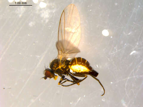 Image of Chromatomyia fuscula Zetterstedt 1838