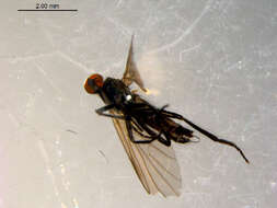 Image of Rhamphomyia fuscula Zetterstedt 1838