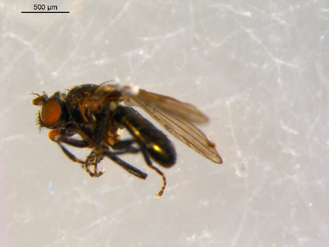 Image of <i>Philotelma alaskense</i>