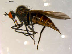 Image of Rhamphomyia phemius