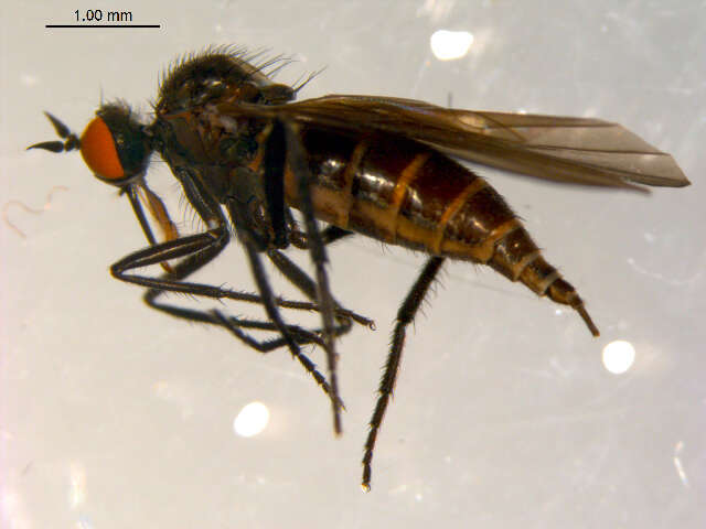 Image of Rhamphomyia phemius