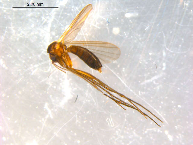 Image of Anatella