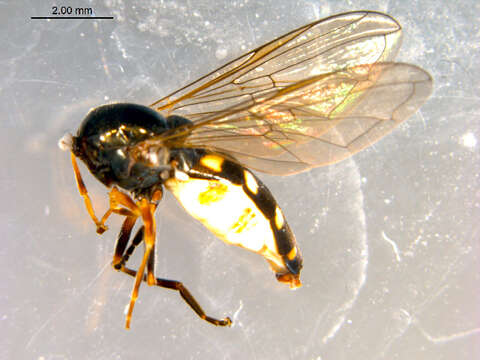 Image of Platycheirus naso (Walker 1849)