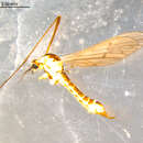 Image of Symplecta (Psiloconopa) stictica angularis (Alexander 1917)