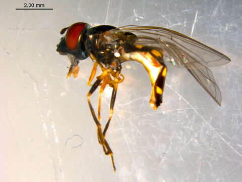 Image of Platycheirus naso (Walker 1849)