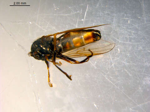 Image of Platycheirus jaerensis (Nielsen 1971)