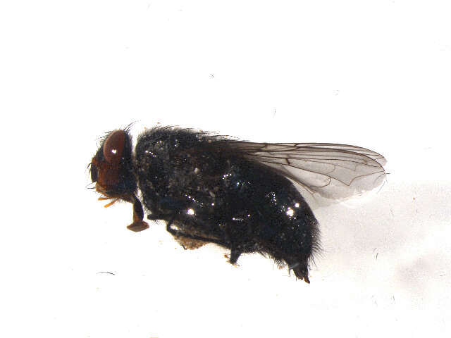 Image of Calliphora terraenovae Macquart 1851