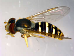 Image of Sphaerophoria philanthus (Meigen 1822)