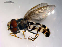 Image of Dasysyrphus pauxillus (Williston 1887)