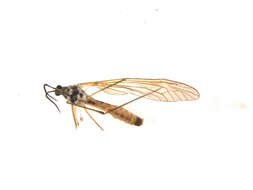 Image of Angarotipula illustris (Doane 1901)