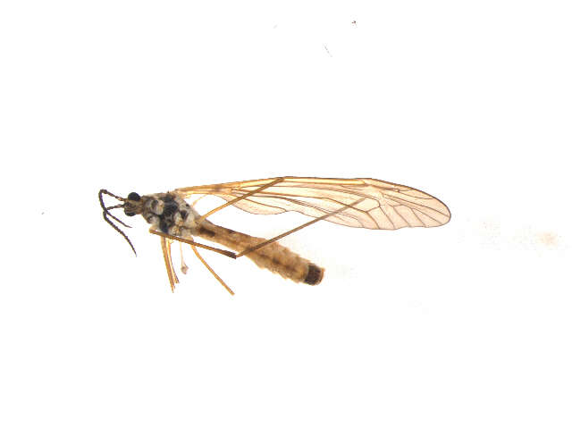 Image of Angarotipula illustris (Doane 1901)