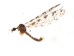 Image of Dicranomyia (Dicranomyia) venusta Bergroth 1888