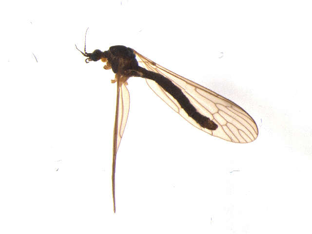 Image of Pseudolimnophila (Pseudolimnophila) inornata (Osten Sacken 1869)