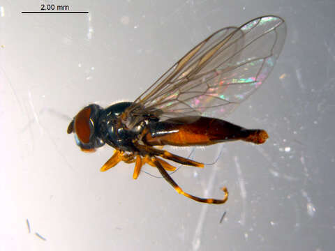 Image of Platycheirus hyperboreus dark