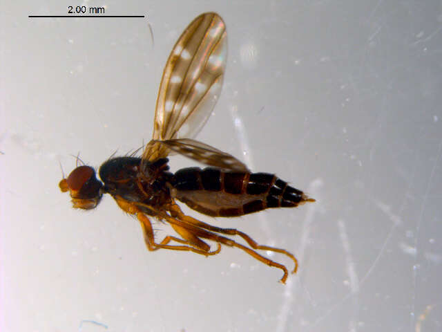 Image of Opomyzidae