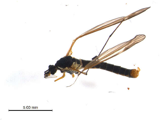 Image of Prionocera subserricornis (Zetterstedt 1851)