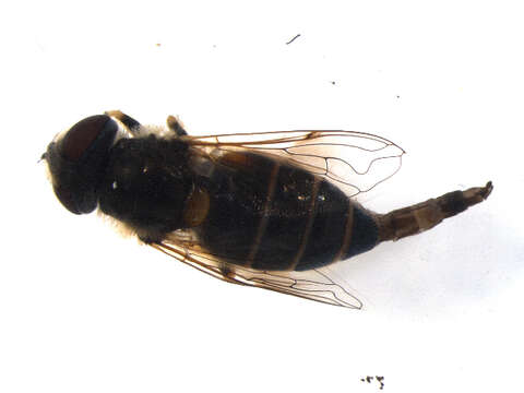 Image of Eristalis brousii Williston 1882