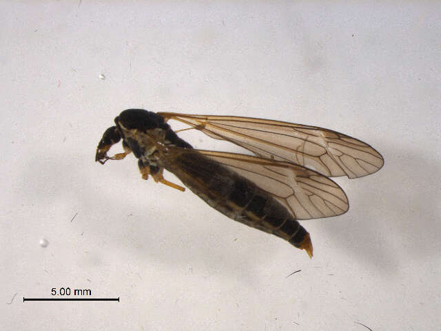 Image of Prionocera subserricornis (Zetterstedt 1851)