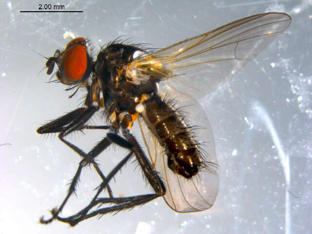 Image of <i>Lasiomma latipenne</i>