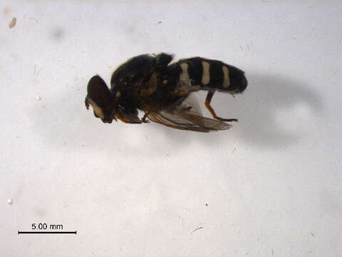 Image of Sericomyia sexfasciata Walker 1849