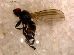 <i>Norrbomia fumipennis</i> resmi