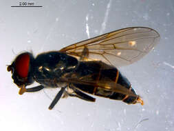 صورة Cheilosia