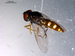 Image of Platycheirus amplus (Curran 1927)