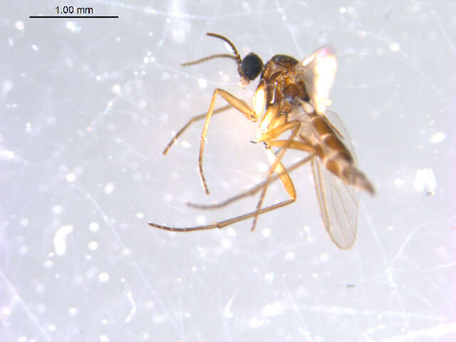 Image of Dichopygina bernhardi Vilkamaa, Hippa & Komarova 2004