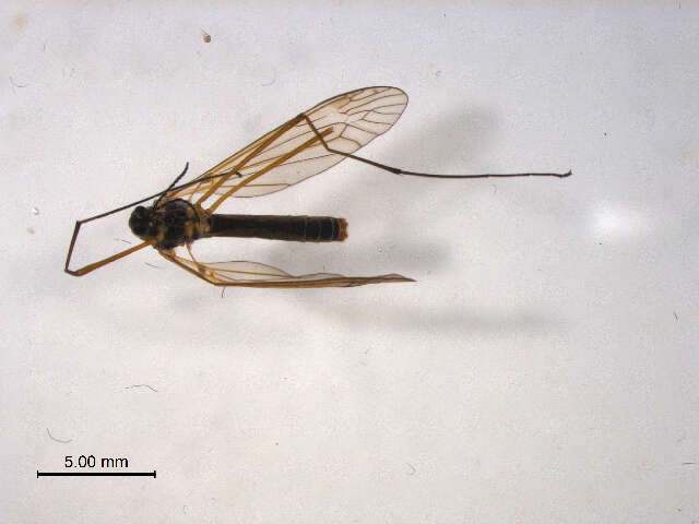 Image of Prionocera dimidiata (Loew 1866)