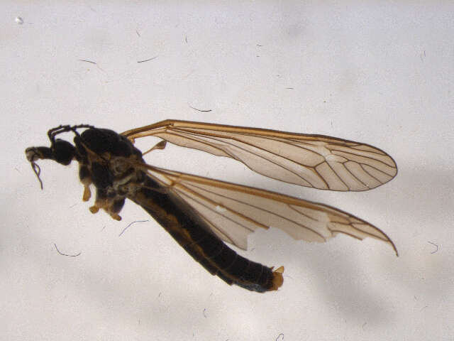 Image of Prionocera dimidiata (Loew 1866)