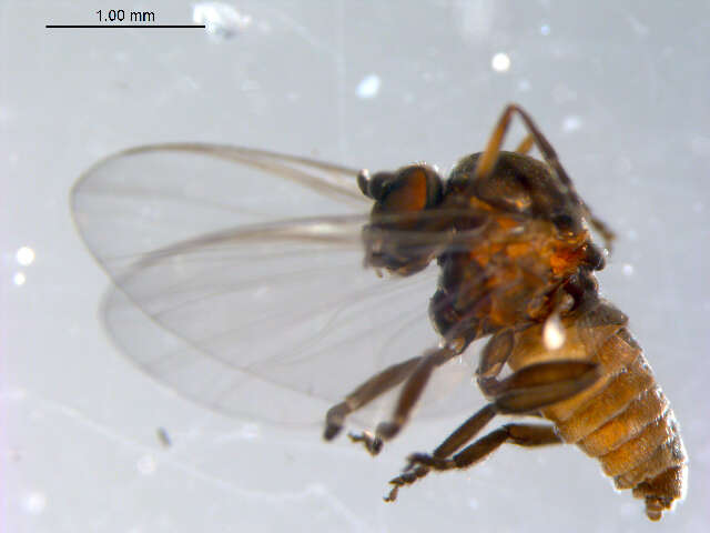 Sivun Metacnephia saskatchewana (Shewell & Fredeen 1958) kuva