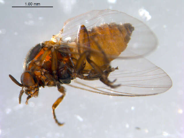 Sivun Metacnephia saskatchewana (Shewell & Fredeen 1958) kuva