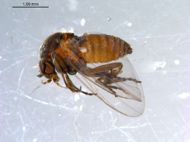 Sivun Metacnephia saskatchewana (Shewell & Fredeen 1958) kuva