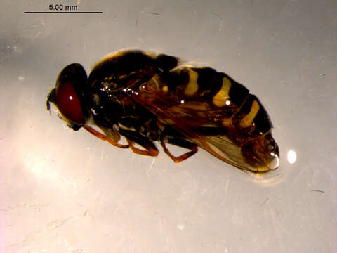 Image of Sericomyia sexfasciata Walker 1849