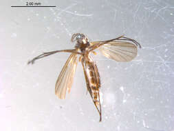 Image of Anatella