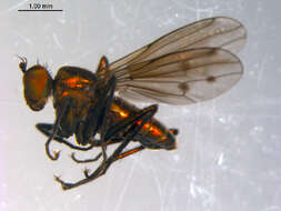 Imagem de Hydrophorus chrysologus (Walker 1849)