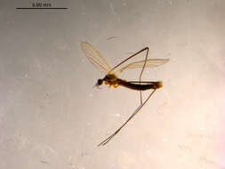 Image of Dicranomyia subgen. Idiopyga