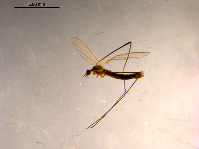 Image of Dicranomyia subgen. Idiopyga