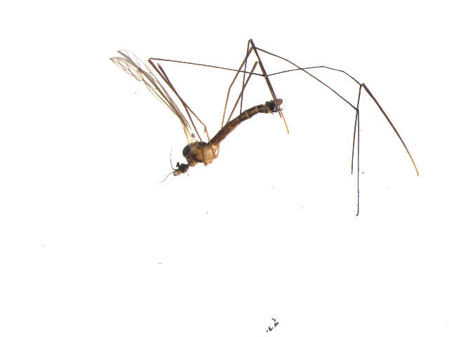 Image of Dicranomyia (Idiopyga) intricata