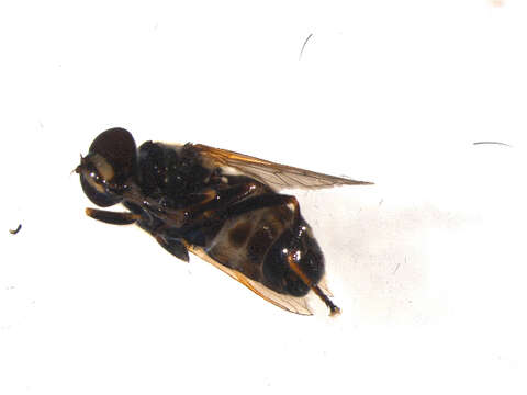 Image of Sericomyia sexfasciata Walker 1849