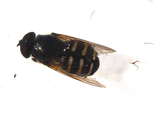 Image of Sericomyia sexfasciata Walker 1849