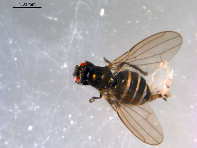 <i>Norrbomia fumipennis</i> resmi