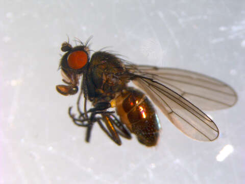 Image of Calocoenia