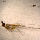 Image of Dicranomyia (Melanolimonia) spinifera Alexander 1927