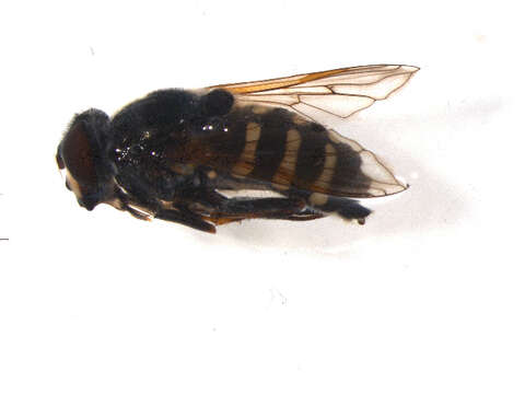 Image of Sericomyia sexfasciata Walker 1849