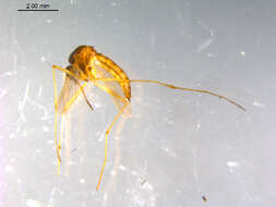 صورة Aedes cinereus Meigen 1818