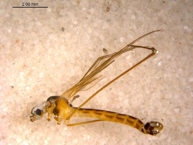 Image of Dicranomyia (Idiopyga) intricata