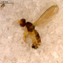 Image of Anthomyza gilviventris